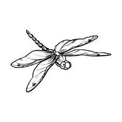 Dragonfly Lg.