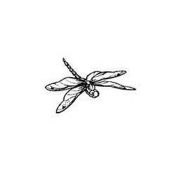Dragonfly Sm.