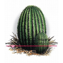 Barrel Cactus Cluster