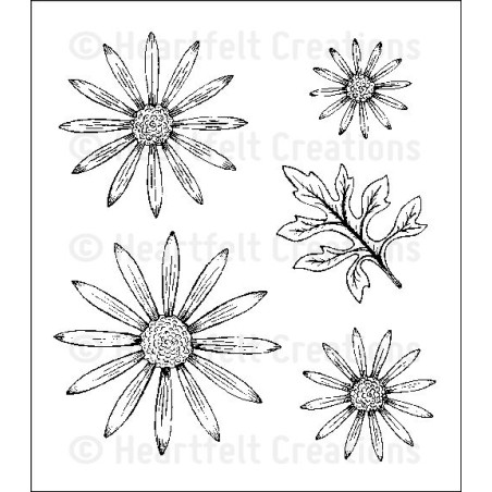 Delicate Asters