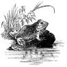 Zweite Chance - Pond Frog