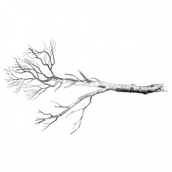Bare Branch