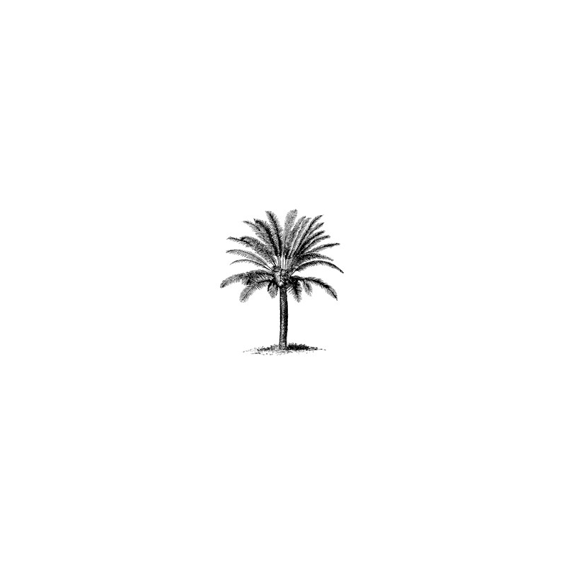 Bushy Palm