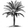 Bushy Palm