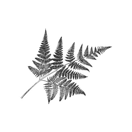 Fern Leaf