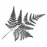 Fern Leaf