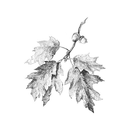 Oak Branch