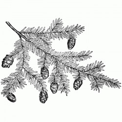 Pine Branch with Cones