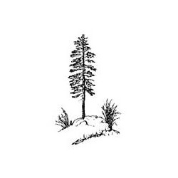 Pine on Hill