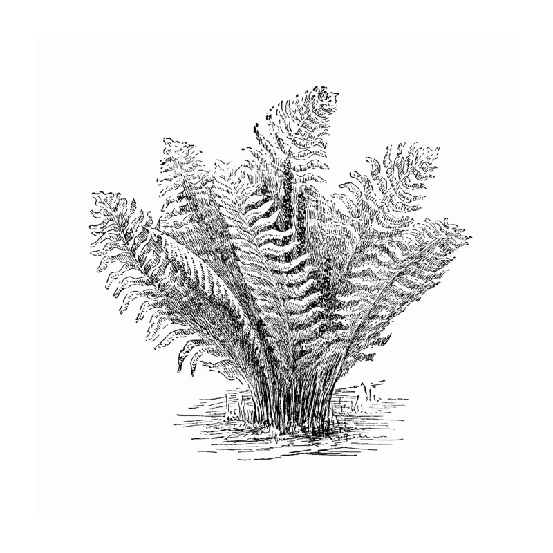 Water Fern