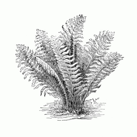 Water Fern