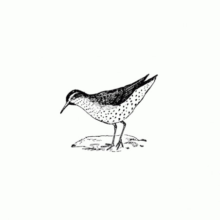 Sandpiper