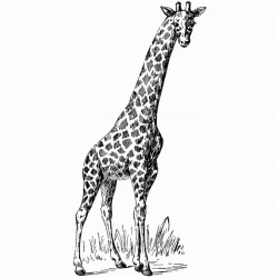 Single Giraffe