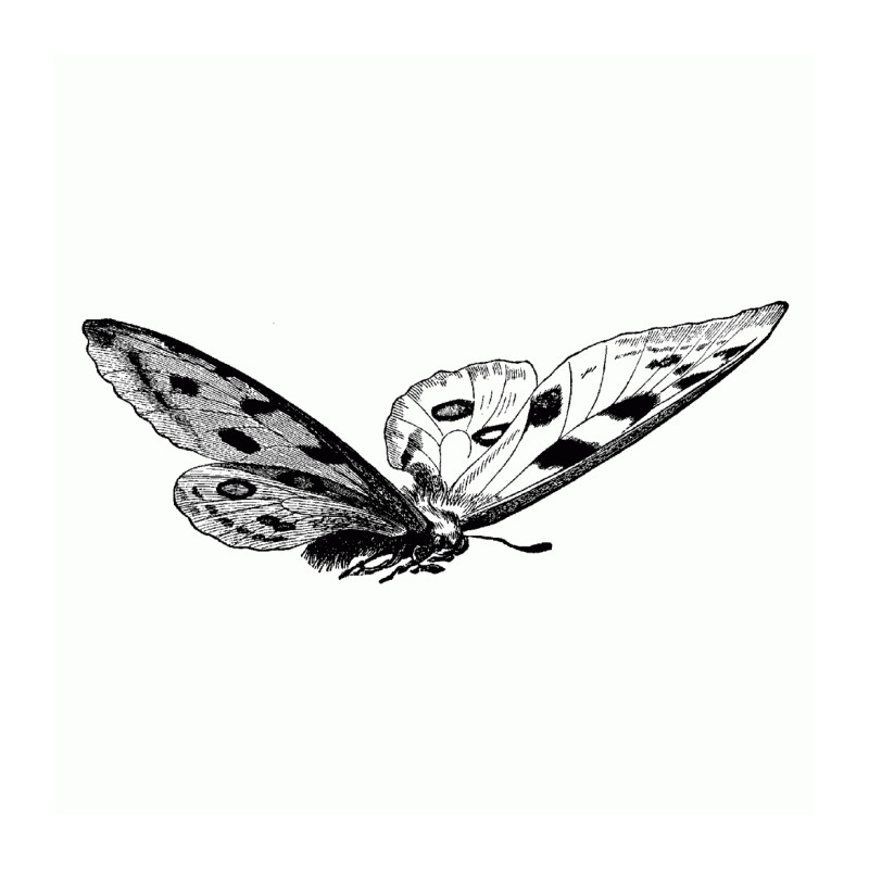 Small Butterflying