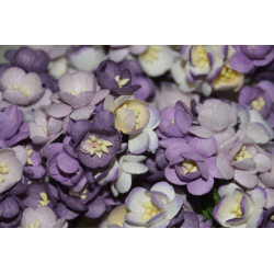 10 Cherry Blossoms - Purple Mix