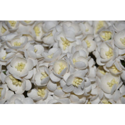 10 Cherry Blossoms - White