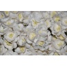 10 Cherry Blossoms - White