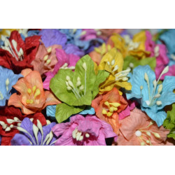 5 Lilies - Colour Mix