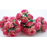 5 Pink Dream Roses, 35mm