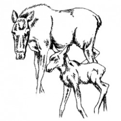 Moose and Calf